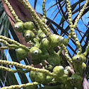 Coconut