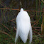 Great Egret