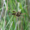 Widow Skimmer