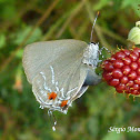 Ligurina Hairstreak