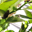 Araña Saltadora