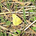 Orange Sulphur