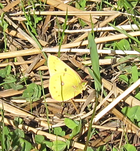 Spotting Image 1