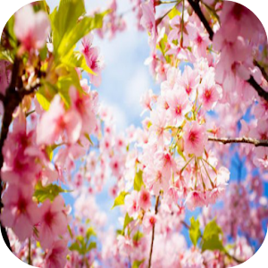 Cherry Blossom Wallpapers.apk 1.0