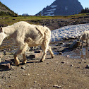 mountain goat