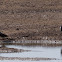 Kentish Plover; Chorlitejo Patinegro