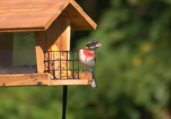 Spotting Image 1