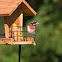 rose breasted grosbeak