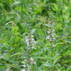 American Germander