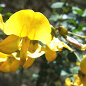 sonajas