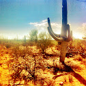 Saguaro cactus