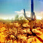 Saguaro cactus