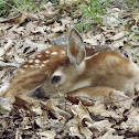 White-tailed Deer Fawn