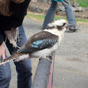 Laughing Kookaburra