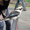 Laughing Kookaburra