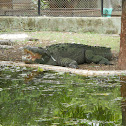 Crocodile