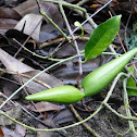 Strophanthus divaricatus 羊角藕
