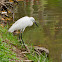 Little Egret