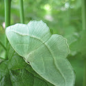 Pale Green Beauty