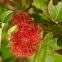 Mossyrose Gall Wasp