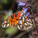 Gulf Fritillary