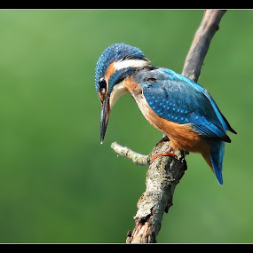 by Davorin Munda - Animals Birds