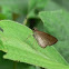 Skipper