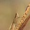 Grasshopper