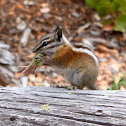 Chipmunk