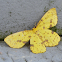 False Crocus Geometer