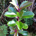 Kolea lau nui