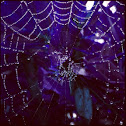 Spider web