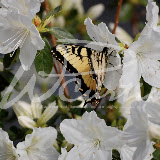 W.P. Wes Smith - WNC Mountain Photography