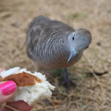 Zebra Dove