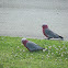 Galah (Rose breasted cockatoo)