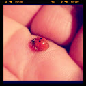 Ladybug