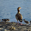 Egyptian Goose