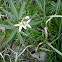 Cutleaf toothwort