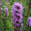 Blazing star