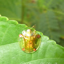 Tortoise Beetle