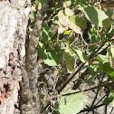 Oriental garden lizard
