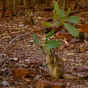 Short-eared rock-wallaby
