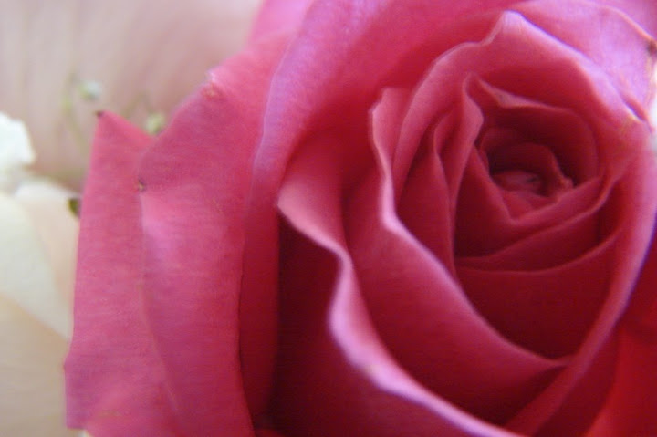 ...just like a Fragrant Rose in the early spring