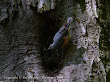 Kowalik (Sitta Europaea)