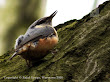 Kowalik (Sitta Europaea)