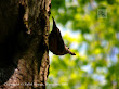 Kowalik (Sitta Europaea)
