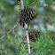 European larch