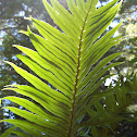 Blechnum magellanicum (Katalapi)