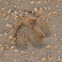 Deer tracks