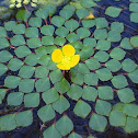 Mosaic Plant
